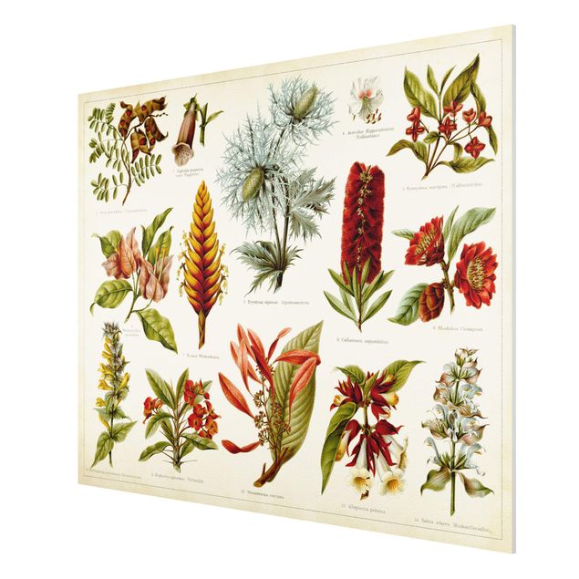 Forex Fine Art Print - Vintage Lehrtafel Tropische Botanik I - Querformat 3:4