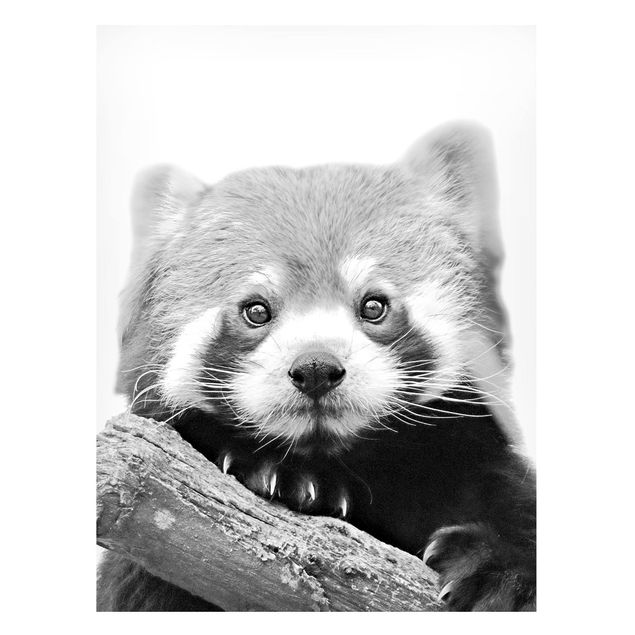 Magnettafel Tiere Roter Panda in Schwarz-weiß