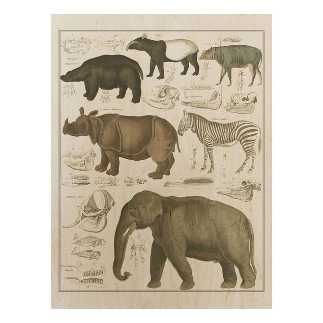 Holzbilder Natur Vintage Lehrtafel Elefant, Zebra und Nashorn