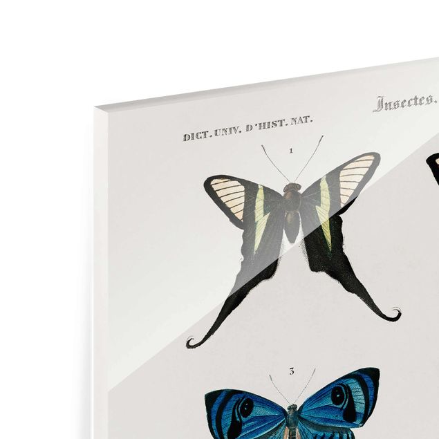 Glasbild - Vintage Lehrtafel Schmetterlinge I - Querformat 2:3