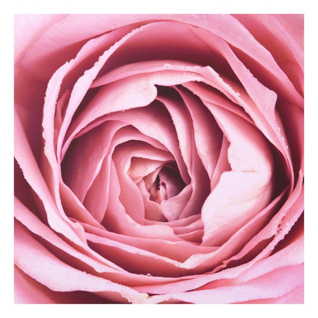 Glas Spritzschutz - Rosa Rosenblüte - Quadrat - 1:1