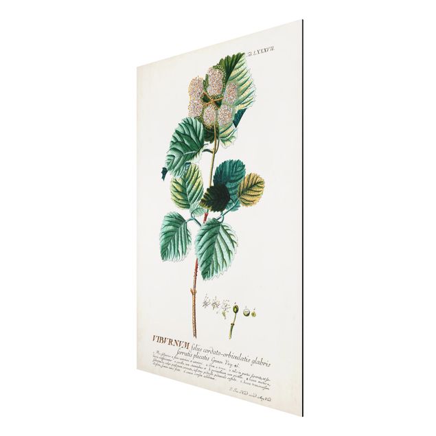 Aluminium Print gebürstet - Vintage Botanik Illustration Schneeball - Hochformat 3:2