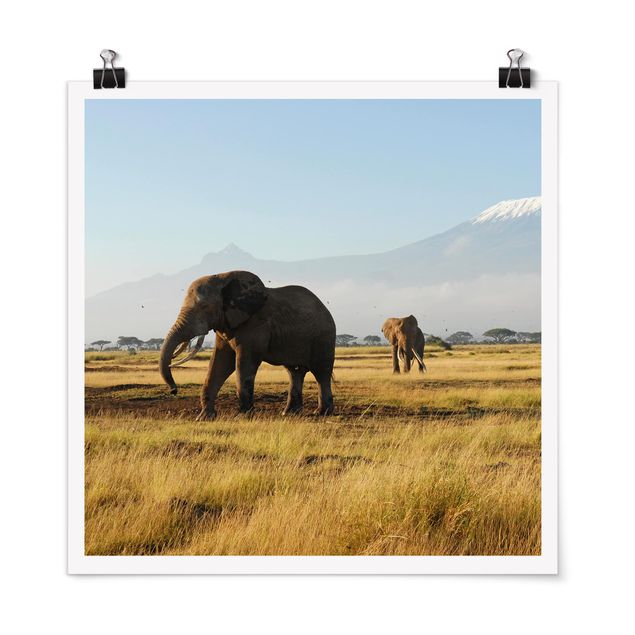 Poster - Elefanten vor dem Kilimanjaro in Kenya - Quadrat 1:1