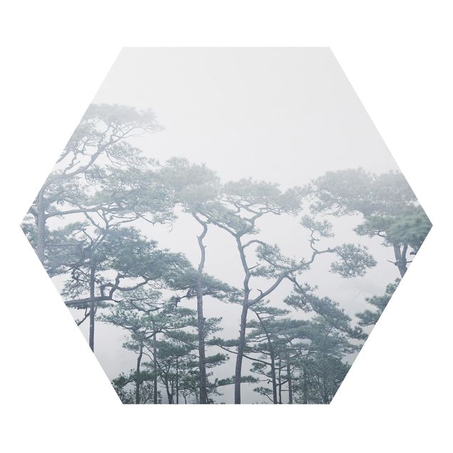 Hexagon Bild Alu-Dibond - Baumkronen im Nebel