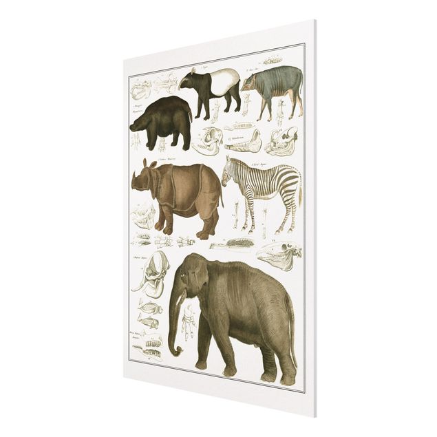Wandbilder Vintage Lehrtafel Elefant, Zebra und Nashorn