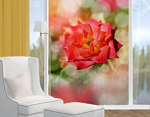 Blumen Fensterbilder Shining Rose