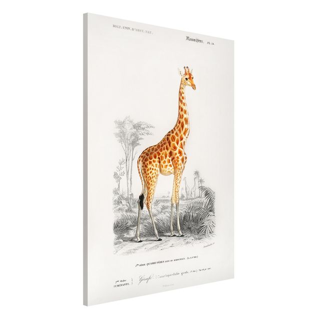 Wandbilder Tiere Vintage Lehrtafel Giraffe