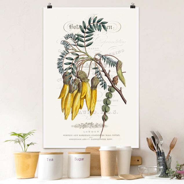 Poster Illustration Botanisches Tableau - Schnurbaum