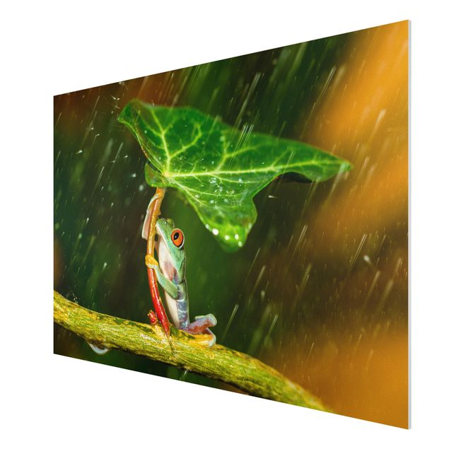 Bilder für die Wand Ein Frosch im Regen
