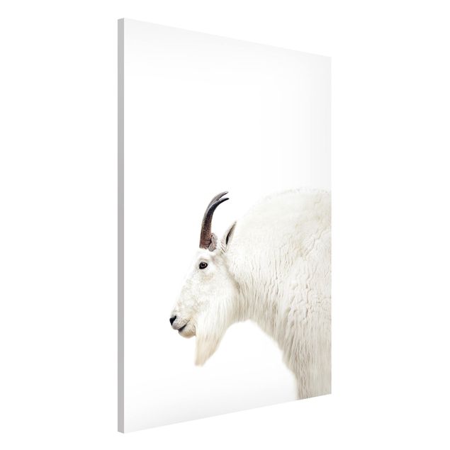 Wandbilder Tiere Weiße Bergziege