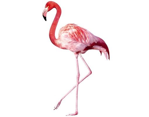 Fensterbild Tiere Pink Flamingo