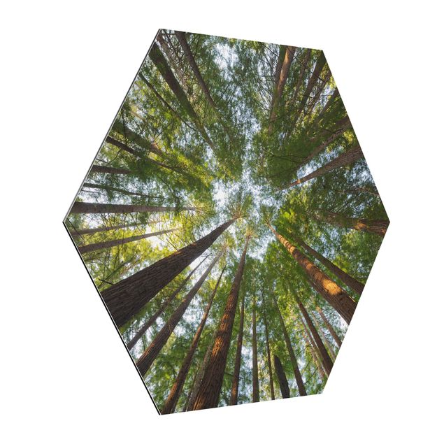Hexagon Bild Alu-Dibond - Mammutbaum Baumkronen