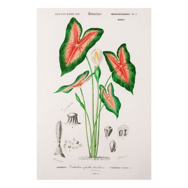 Bilder für die Wand Botanik Vintage Illustration Tropische Pflanze I