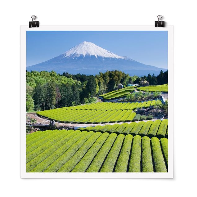 Poster - Teefelder vor dem Fuji - Quadrat 1:1