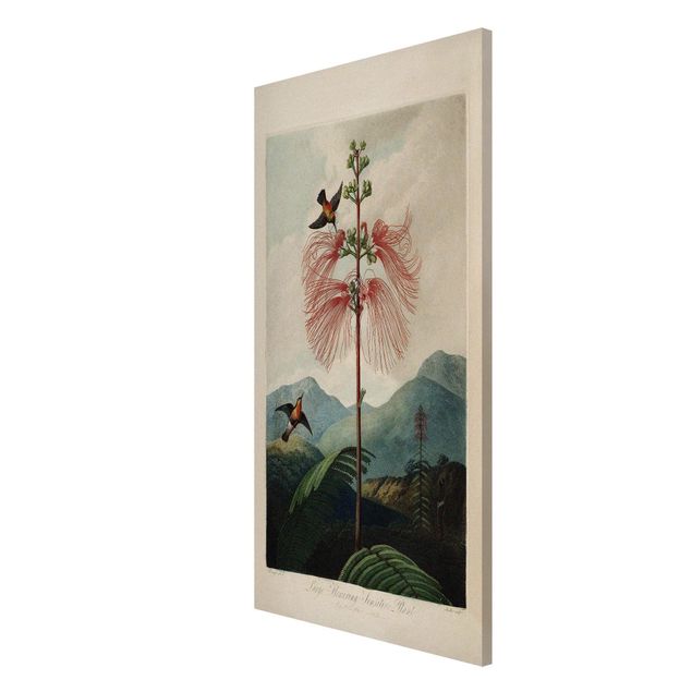 Magnettafel Blumen Botanik Vintage Illustration Blüte und Kolibri