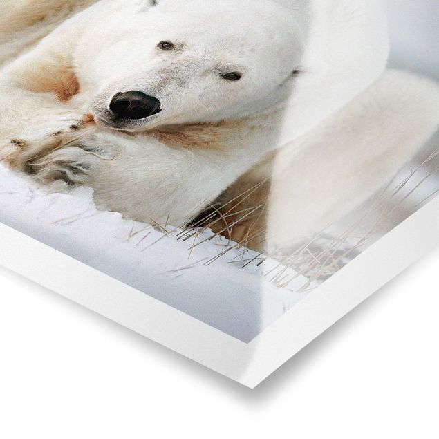 Poster - Nachdenklicher Eisbär - Querformat 3:4