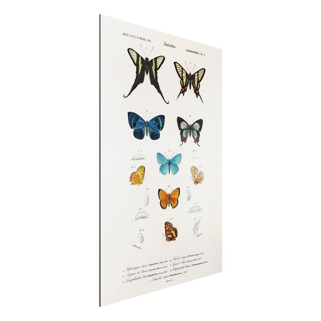 Wandbilder Tiere Vintage Lehrtafel Schmetterlinge I