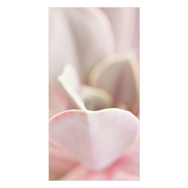 Duschrückwand - Rosane Sukkulentenblüte