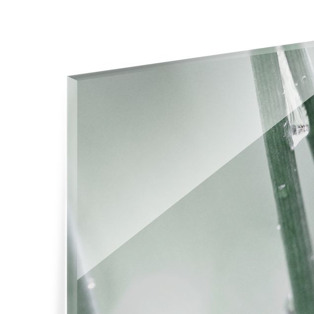 Spritzschutz Glas - Makroaufnahme Wasserperlen am Gras - Querformat 2:1