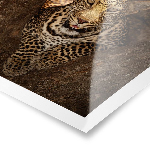 Poster - Leopard ruht auf einem Baum - Quadrat 1:1
