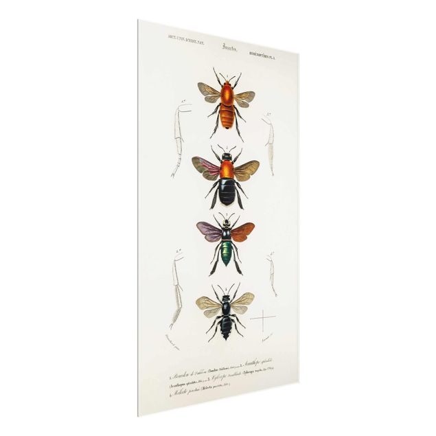 Schöne Wandbilder Vintage Lehrtafel Insekten