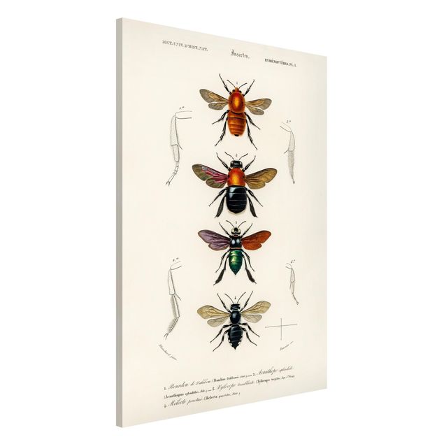 Wandbilder Tiere Vintage Lehrtafel Insekten