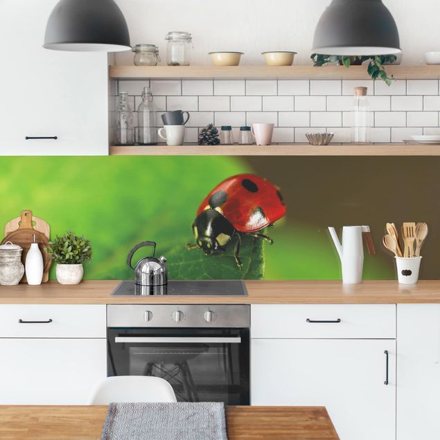 Küchenrückwand Tiere Lady Bird