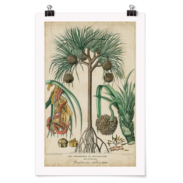 Vintage Poster Vintage Lehrtafel Exotische palmen I