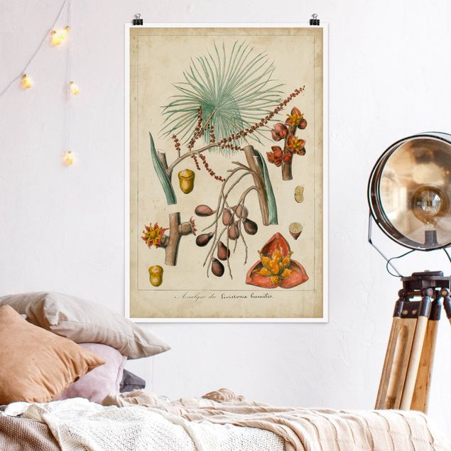 Poster Illustration Vintage Lehrtafel Exotische Palmen III