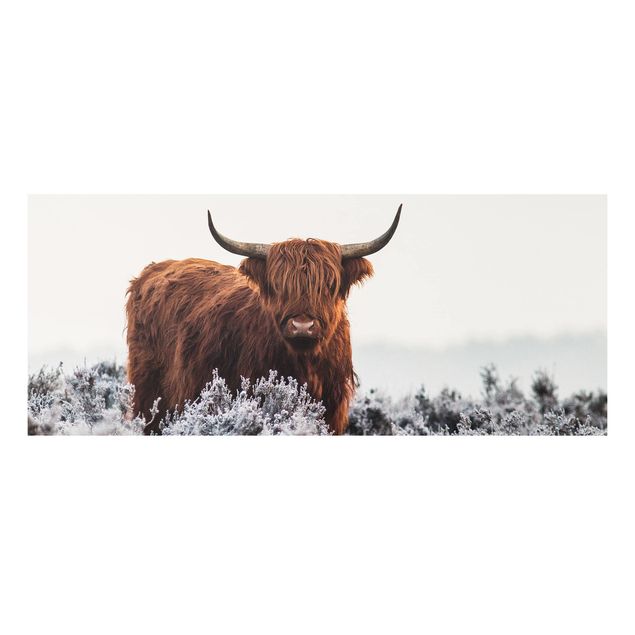 Foto auf Hartschaumplatte Bison in den Highlands