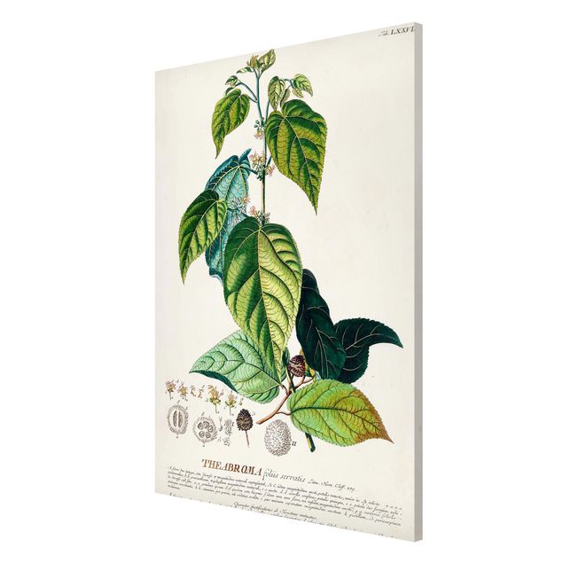 Bilder für die Wand Vintage Botanik Illustration Kakao