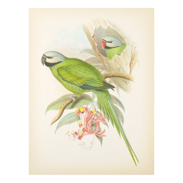 Bilder auf Hartschaumplatte Vintage Illustration Tropische Vögel II
