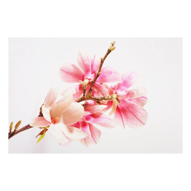 Küchenspritzschutz Magnolienblüten