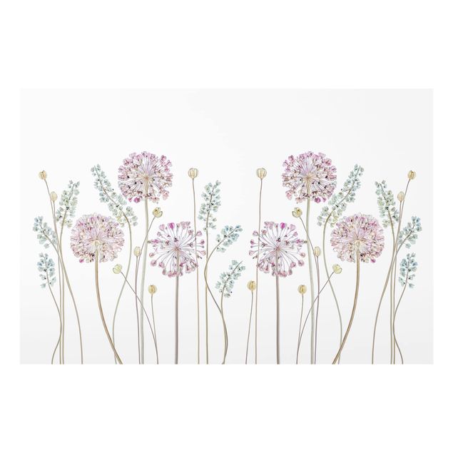 Spritzschutz Allium Illustration