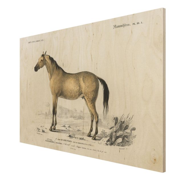 Wandbild Holz Vintage Lehrtafel Pferd