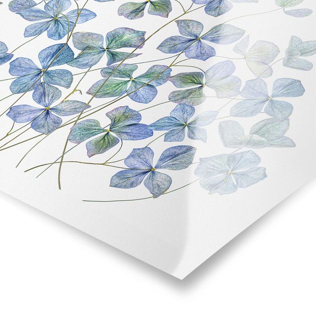 Poster - Blaue Hortensienblüten - Querformat 3:4