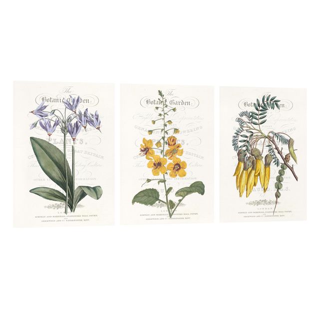 Wandbilder Vintage Botanisches Tableau Set I