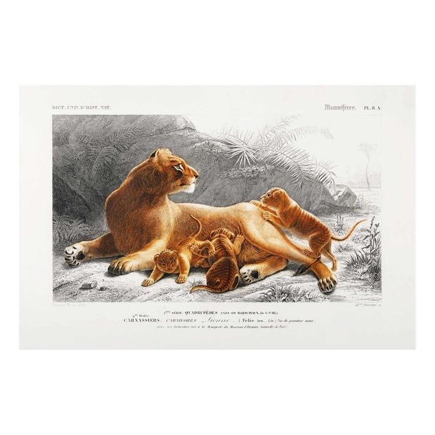 Bilder für die Wand Vintage Lehrtafel Löwin und Löwenbabies