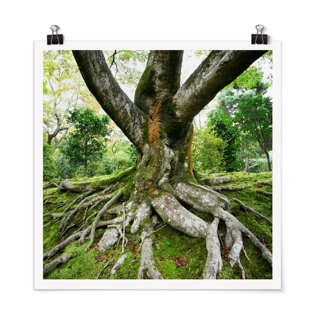 Poster bestellen Alter Baum