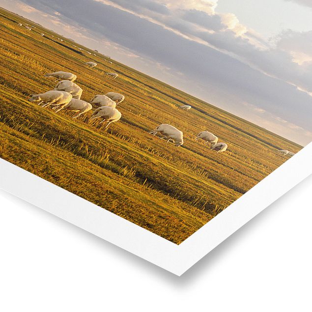 Poster kaufen Nordsee Leuchtturm mit Schafsherde