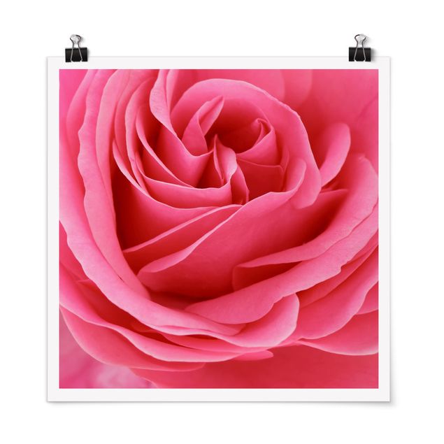 Poster Lustful Pink Rose