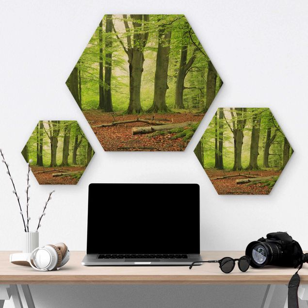 Hexagon Bild Holz - Mighty Beech Trees