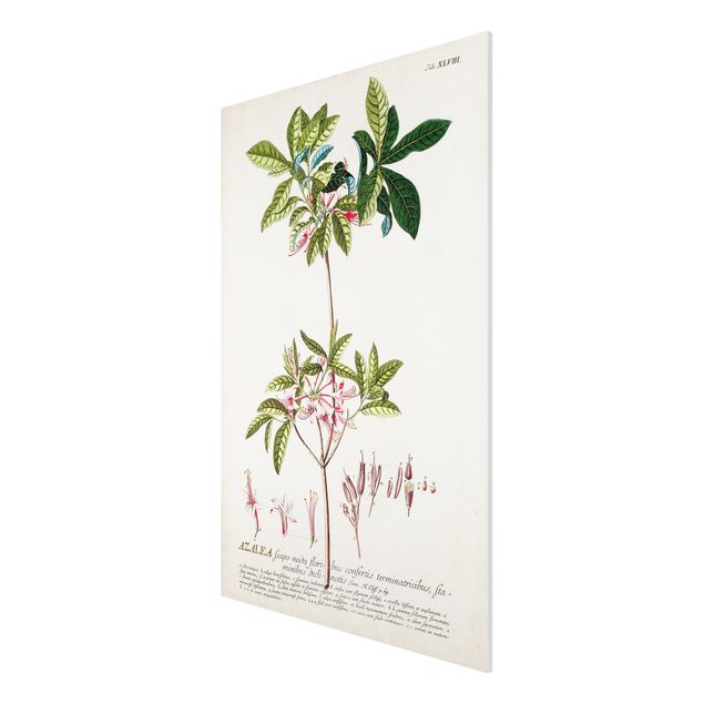 Forex Fine Art Print - Vintage Botanik Illustration Azalee - Hochformat 3:2