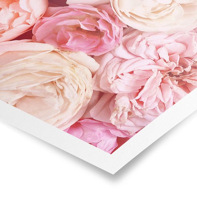 Poster - Rosen Rosé Koralle Shabby - Panorama Querformat