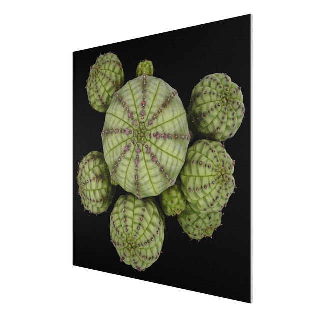 Forex Fine Art Print - Euphorbia - Seeigelwolfsmilch - Quadrat 1:1