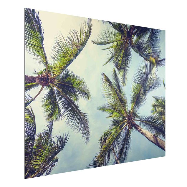 Schöne Wandbilder Die Palmen