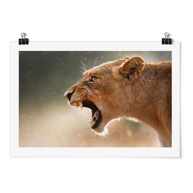Poster Löwin auf der Jagd