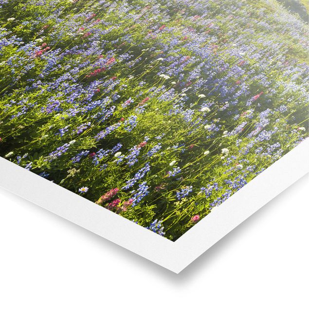 Poster Natur & Landschaft - Bergwiese mit roten Blumen vor Mt. Rainier