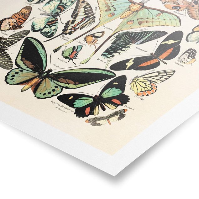 Poster - Vintage Lehrtafel Schmetterlinge und Falter - Hochformat 4:3