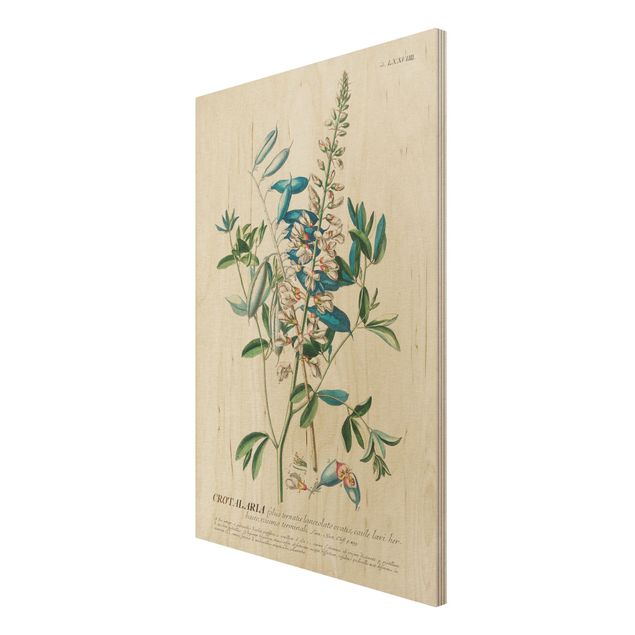 Moderne Holzbilder Vintage Botanik Illustration Hülsenfrüchte